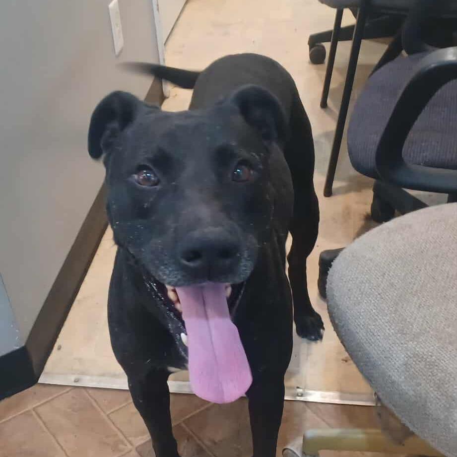 Ace, Adoptable, Adult Male Mixed Breed.