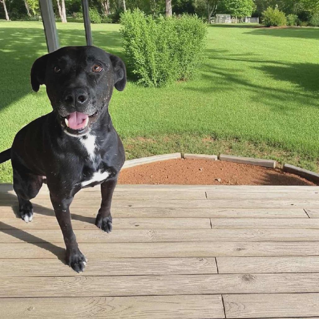 Enlarge Ace, a Adoptable Mixed Breed in Boaz, AL image 3/3