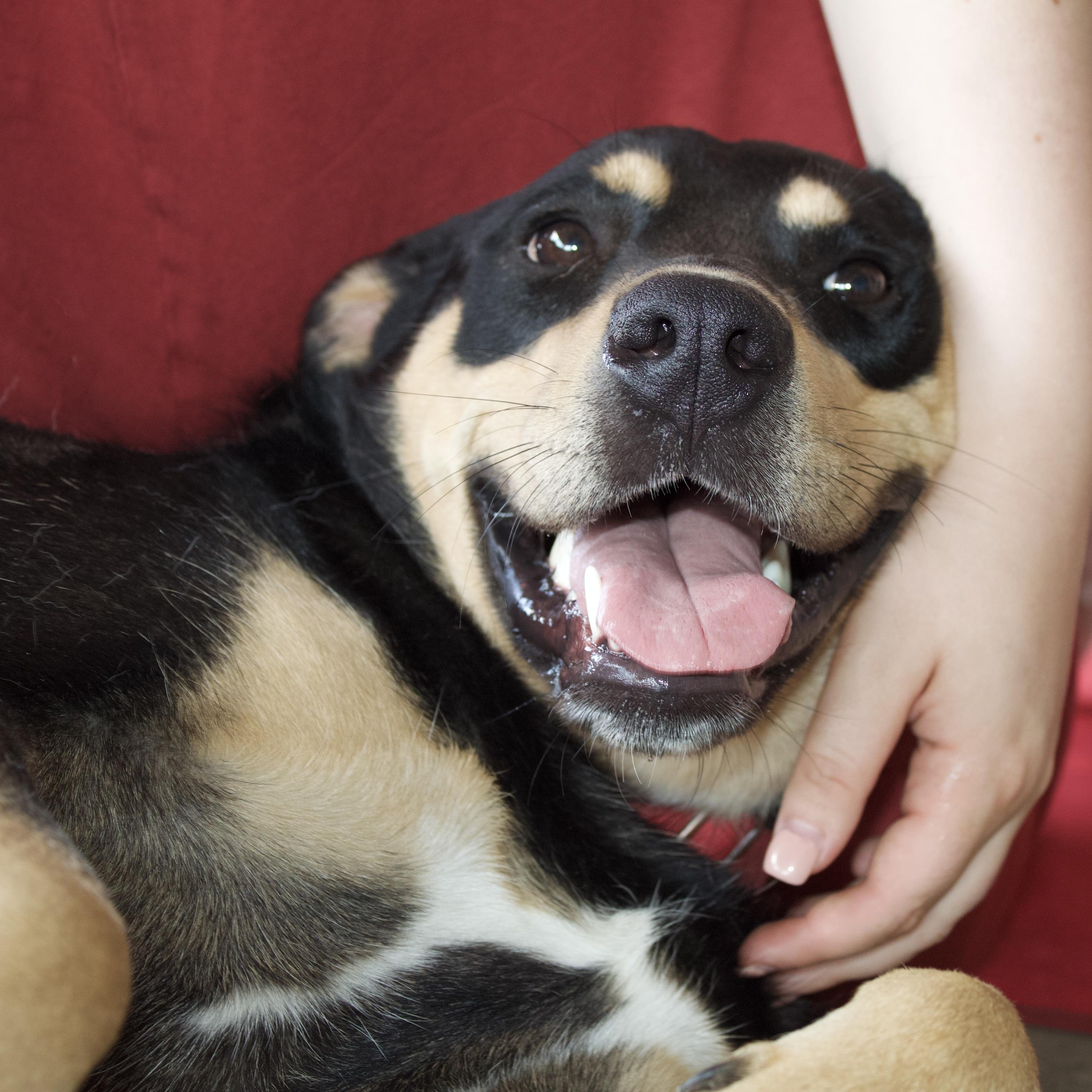 Kelsey, Young Female Mixed Breed