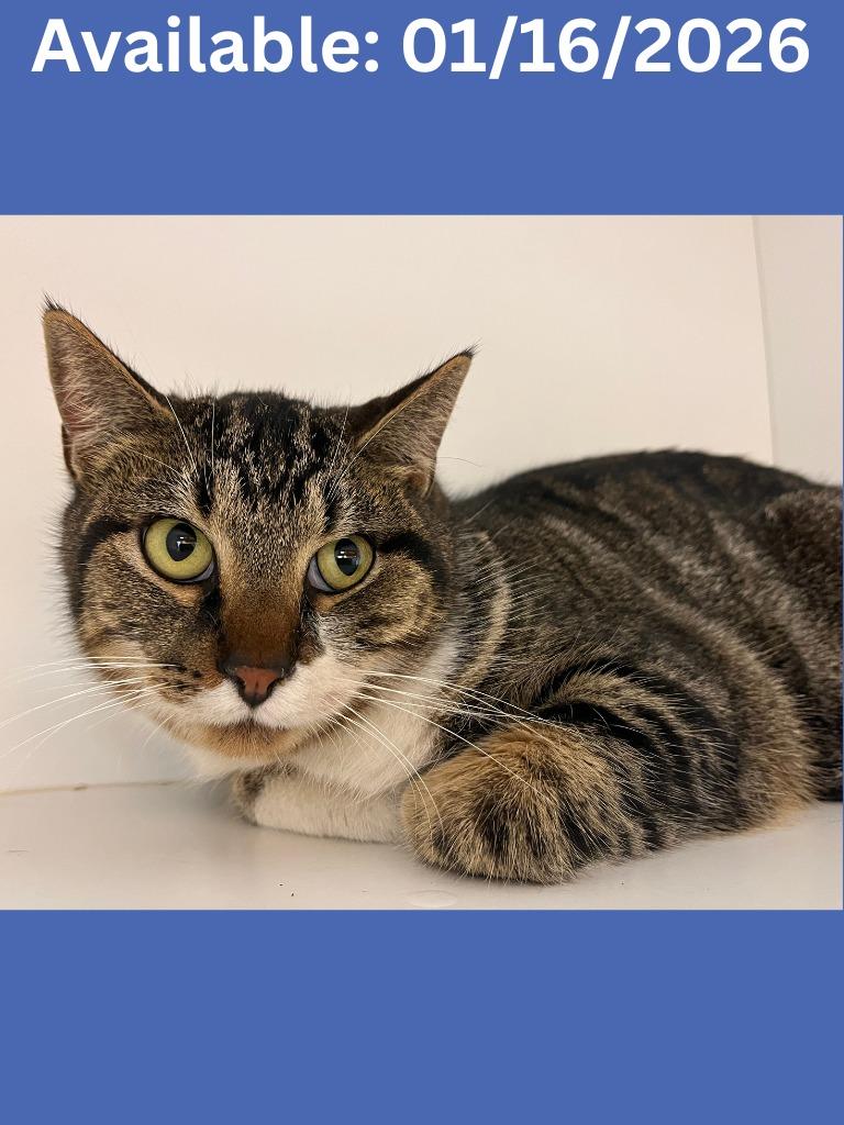 Cat Condo #12, Adoptable, Adult Male Domestic Short Hair & Mixed Breed.