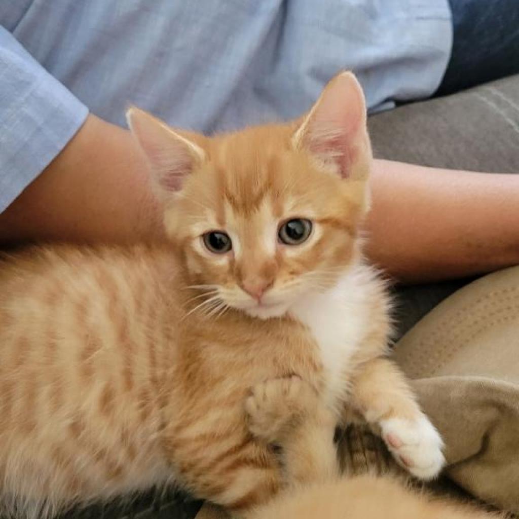 Rusty, Adoptable, Adult Male Domestic Short Hair.