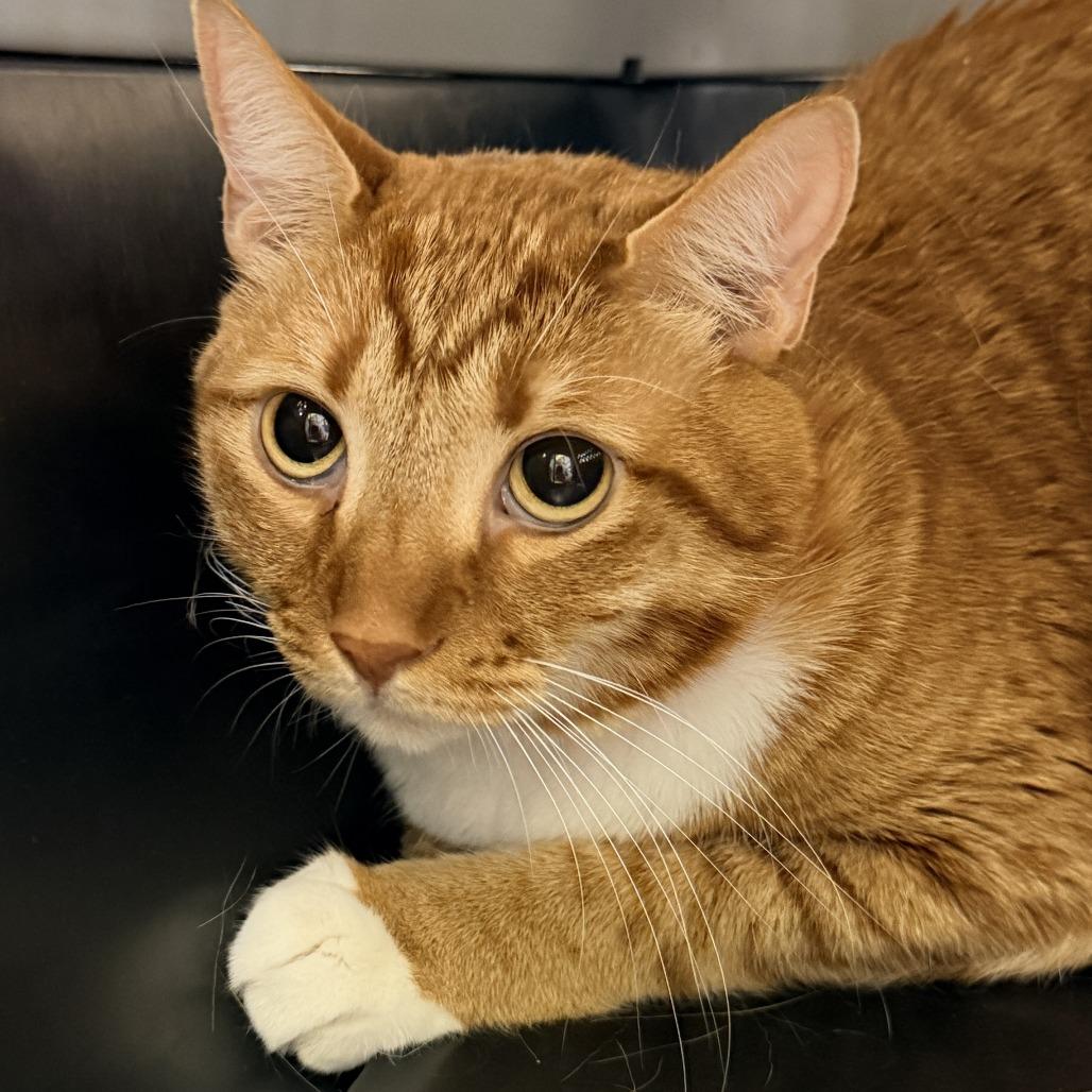 Enlarge Rusty, a Adoptable Domestic Short Hair in Temecula, CA image 3/3
