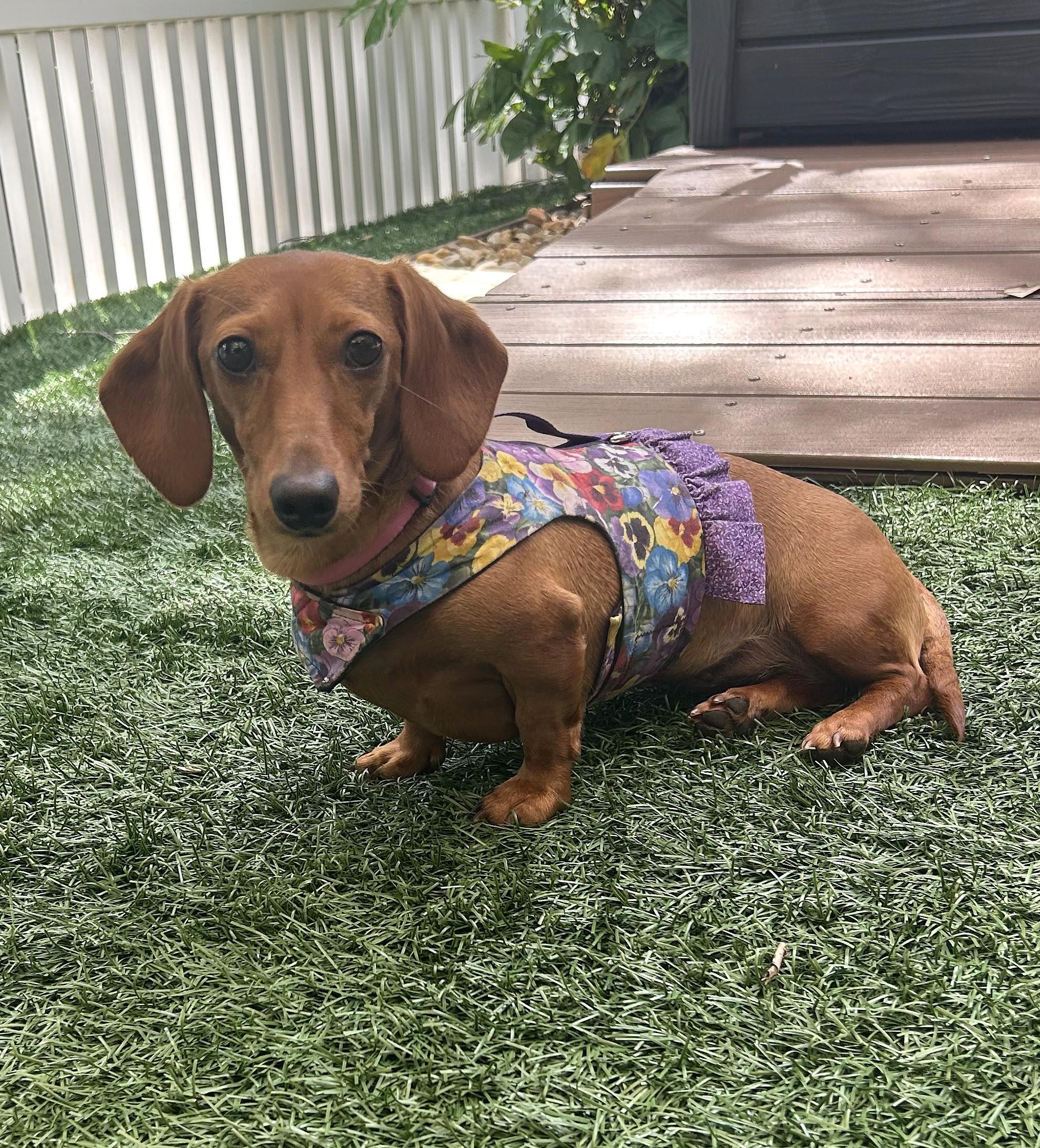 Tammy in FL (Southern States Adopters Only)