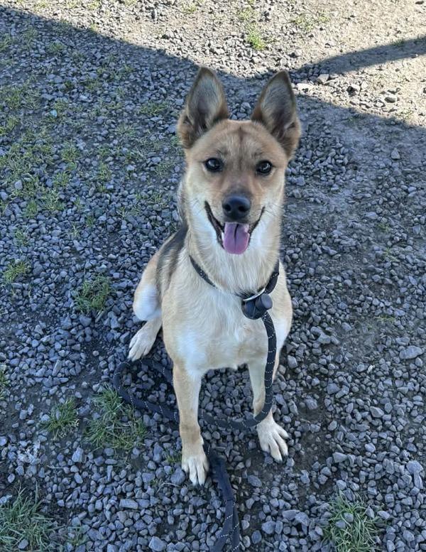 Enlarge River, a Adoptable mixed breed in McMinnville, OR image 1/2