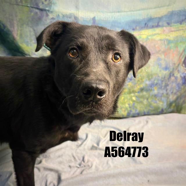 Enlarge DELRAY, a Adoptable mixed breed in Huntsville, AL image 1/1