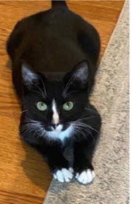 Meow Meow, Adoptable, Adult Female Domestic Short Hair.