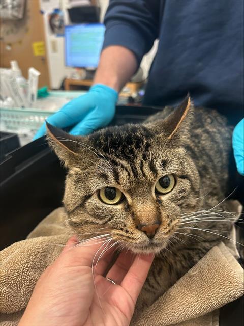 VALENTINE, Adoptable, Young Male Domestic Short Hair.