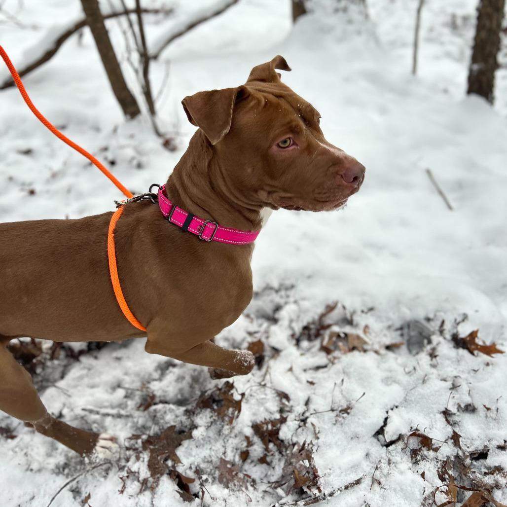 Ruby, Adoptable, Young Female American Staffordshire Terrier.