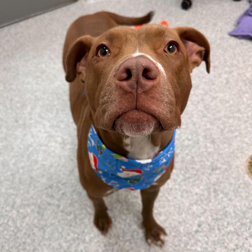 Enlarge Ruby, a Adoptable American Staffordshire Terrier in Grand Rapids, MI image 2/6