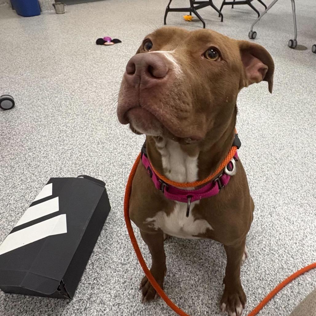 Enlarge Ruby, a Adoptable American Staffordshire Terrier in Grand Rapids, MI image 3/6