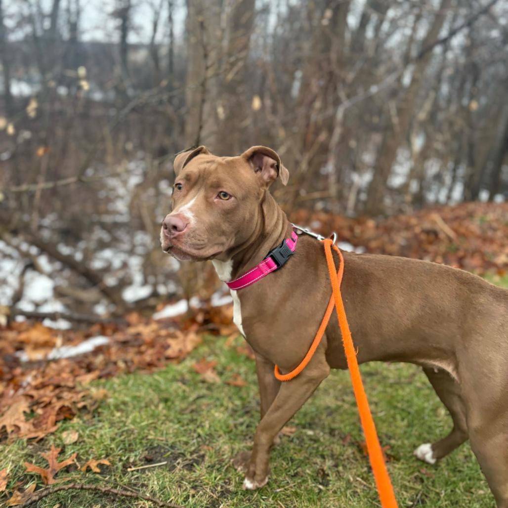 Enlarge Ruby, a Adoptable American Staffordshire Terrier in Grand Rapids, MI image 4/6