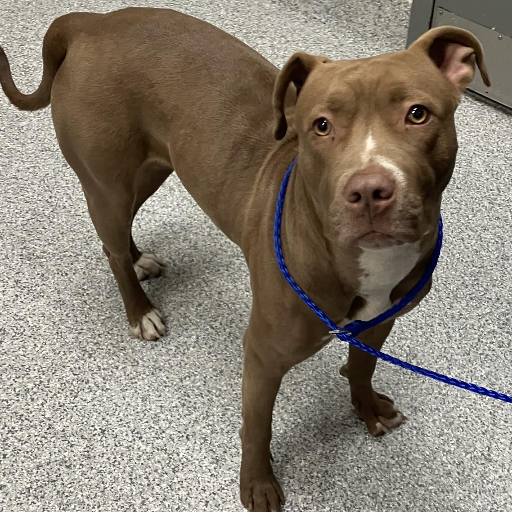 Enlarge Ruby, a Adoptable American Staffordshire Terrier in Grand Rapids, MI image 5/6