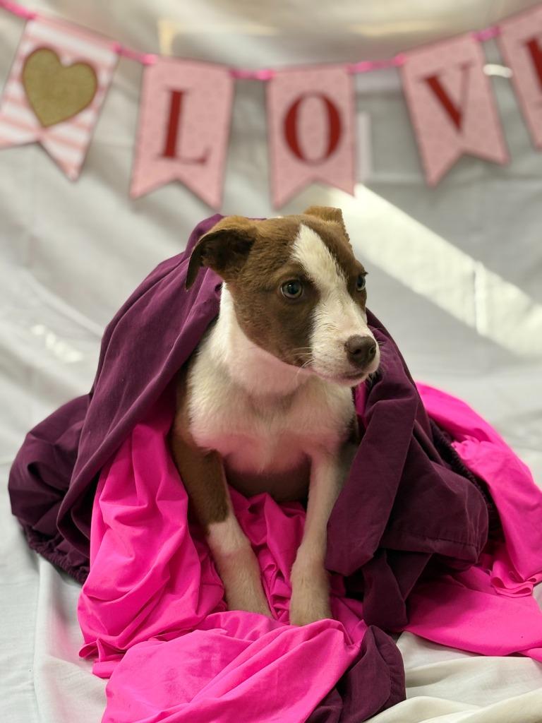 Bubbles, Adoptable, Young Male Mixed Breed.