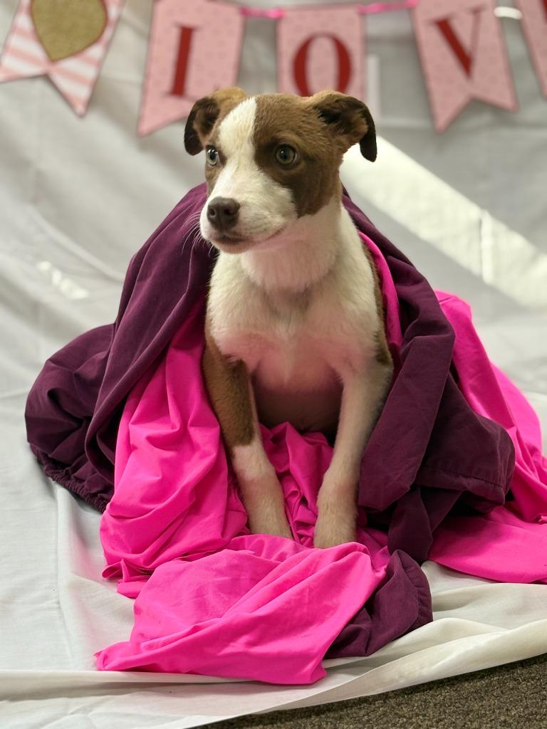 Enlarge Bubbles, a Adoptable mixed breed in Effingham, SC image 2/3