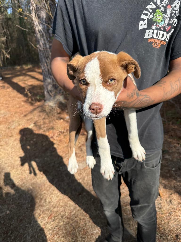 Enlarge Bubbles, a Adoptable mixed breed in Effingham, SC image 3/3