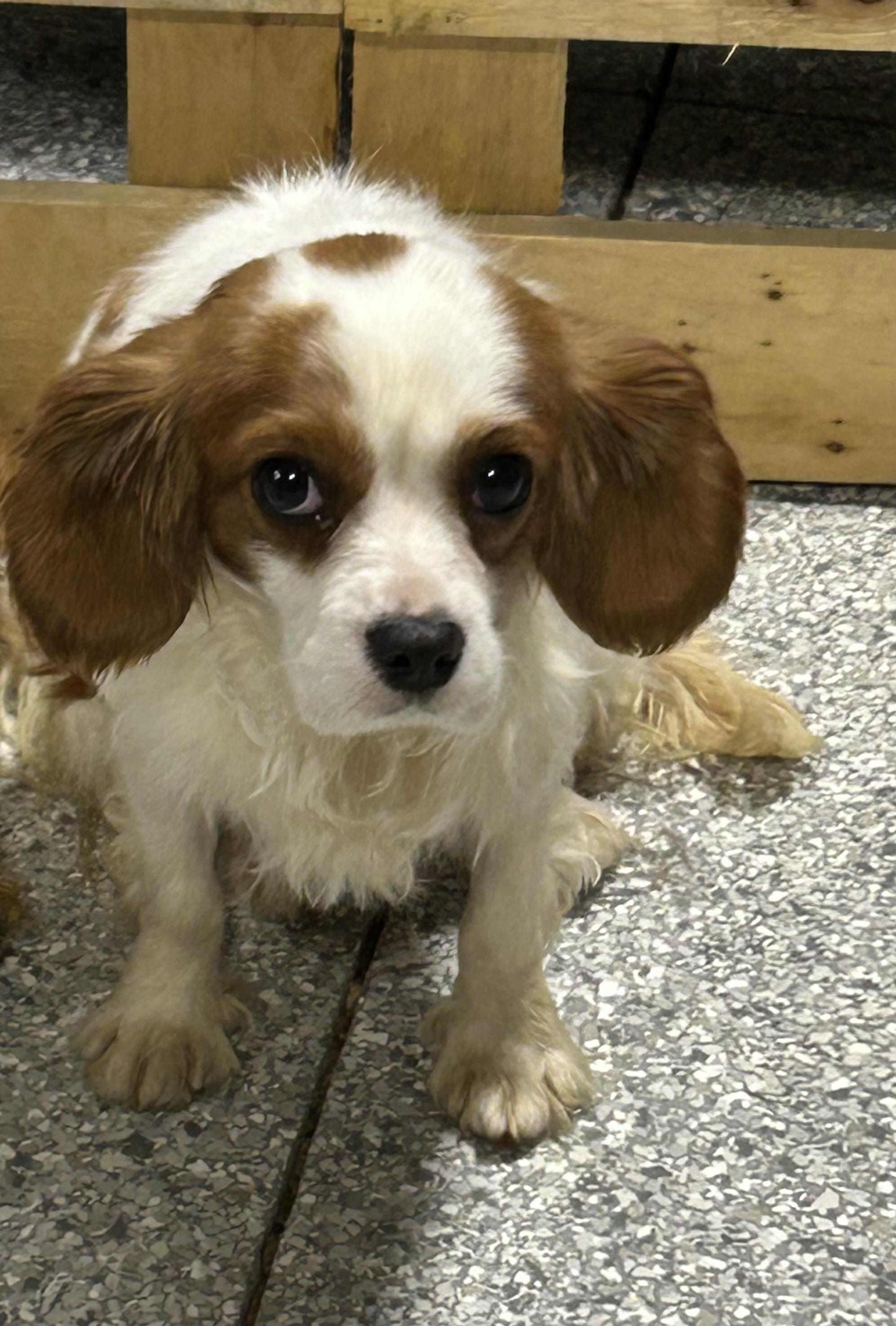 Enlarge Olivia.  Petite 11 lbs , a Adoptable Cavalier King Charles Spaniel in Maumee , OH image 1/2