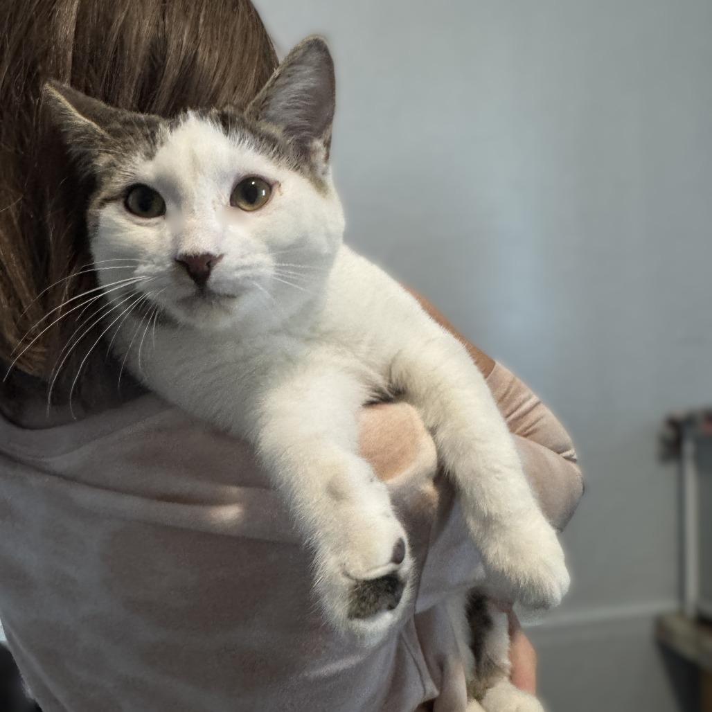 Sparrow, Adoptable, Young Male Domestic Short Hair.