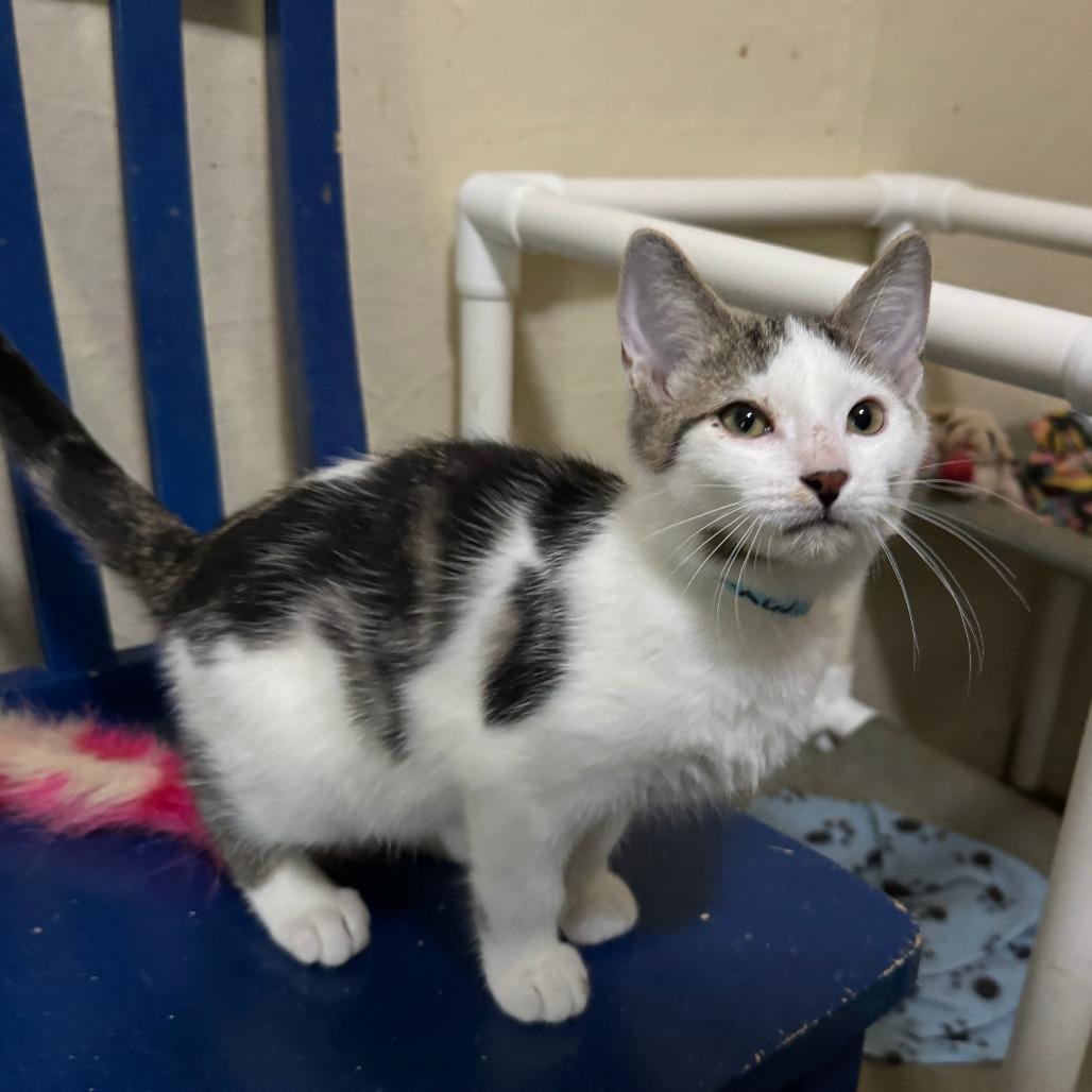 Enlarge Sparrow, a Adoptable Domestic Short Hair in Portage, MI image 2/5