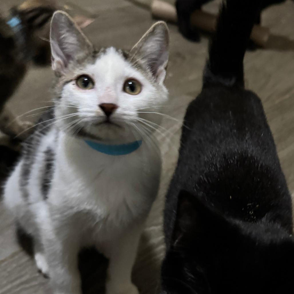 Enlarge Sparrow, a Adoptable Domestic Short Hair in Portage, MI image 3/5