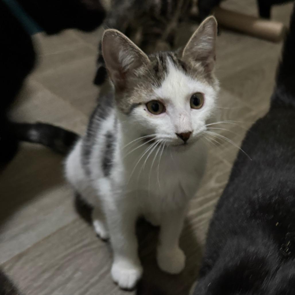 Enlarge Sparrow, a Adoptable Domestic Short Hair in Portage, MI image 4/5