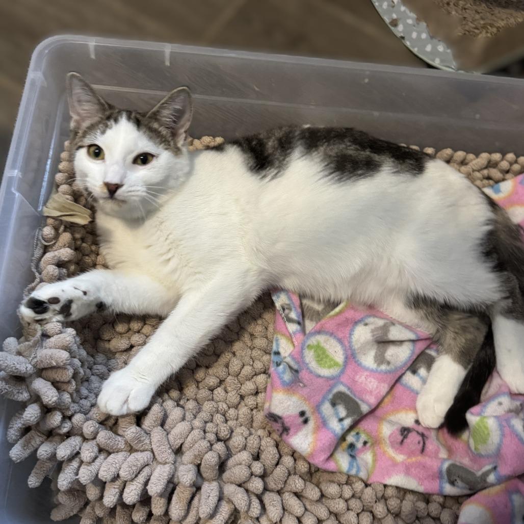 Enlarge Sparrow, a Adoptable Domestic Short Hair in Portage, MI image 5/5