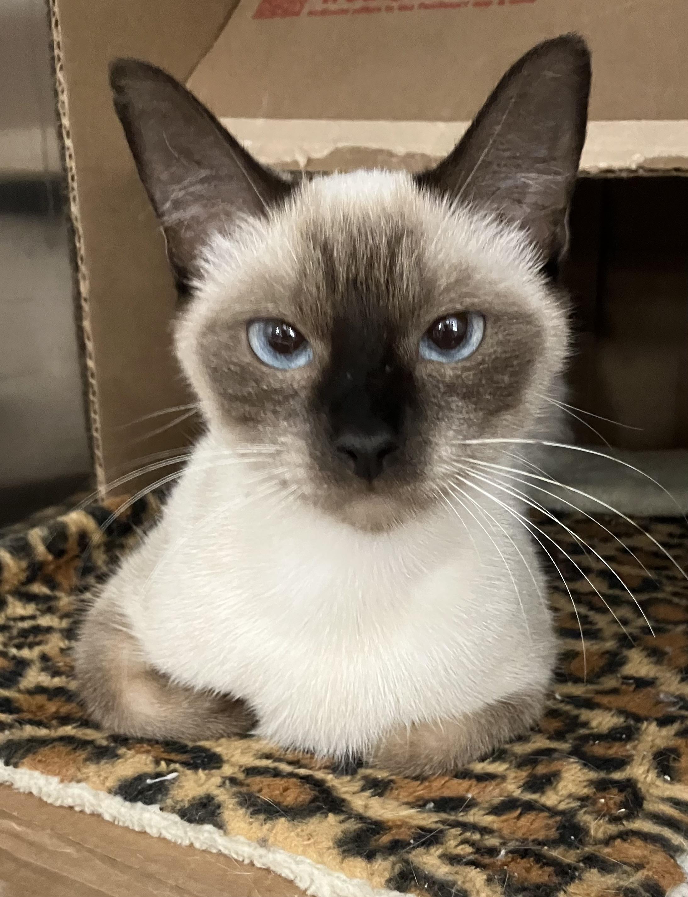 Wasabi, adopted, Young Female Siamese.