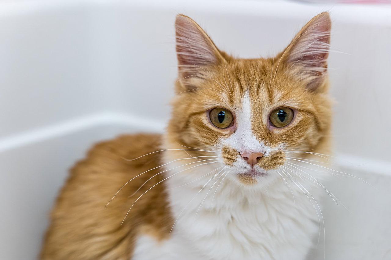 Tuna - KBC, a Adopted Domestic Long Hair in Dublin, OH image 1/3