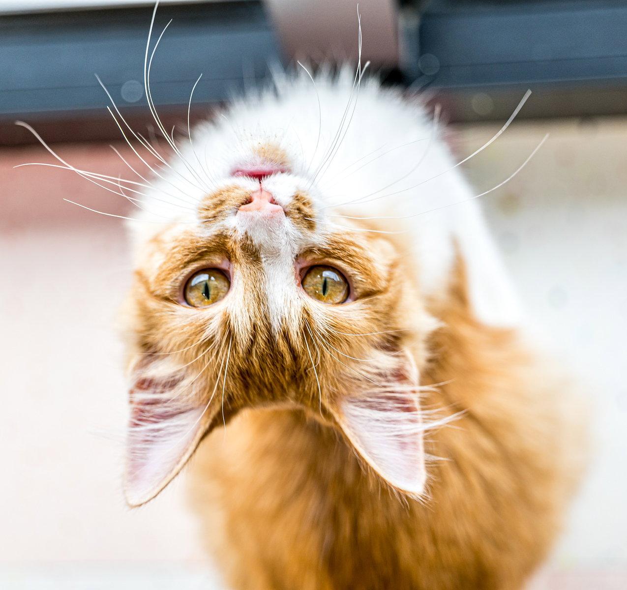 Tuna - KBC, a Adopted Domestic Long Hair in Dublin, OH image 2/3