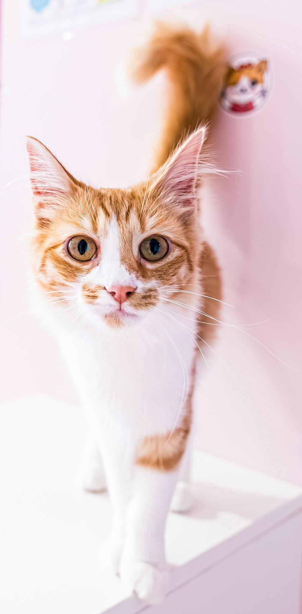 Tuna - KBC, a Adopted Domestic Long Hair in Dublin, OH image 3/3
