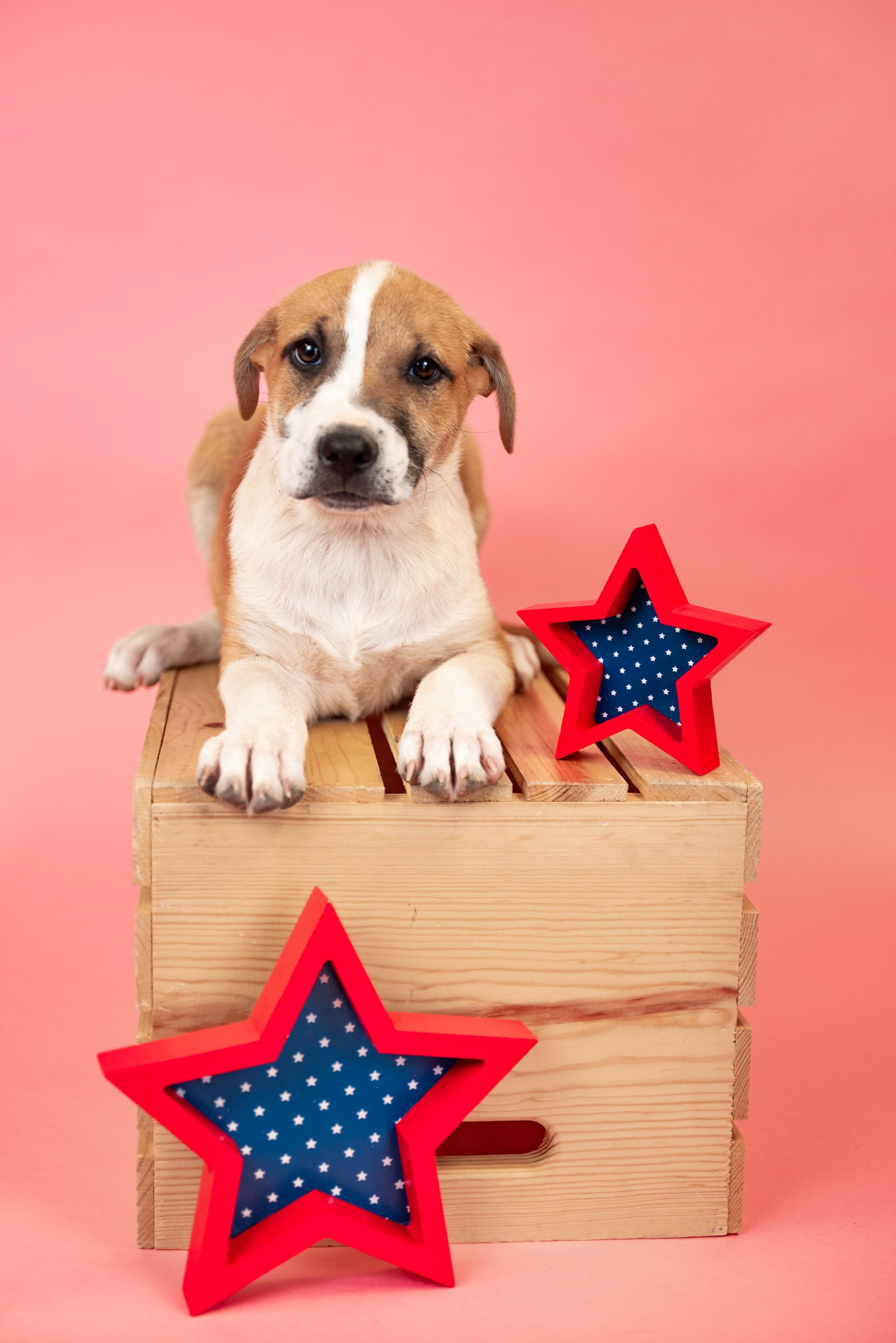 584-25, Baby Male Australian Cattle Dog / Blue Heeler