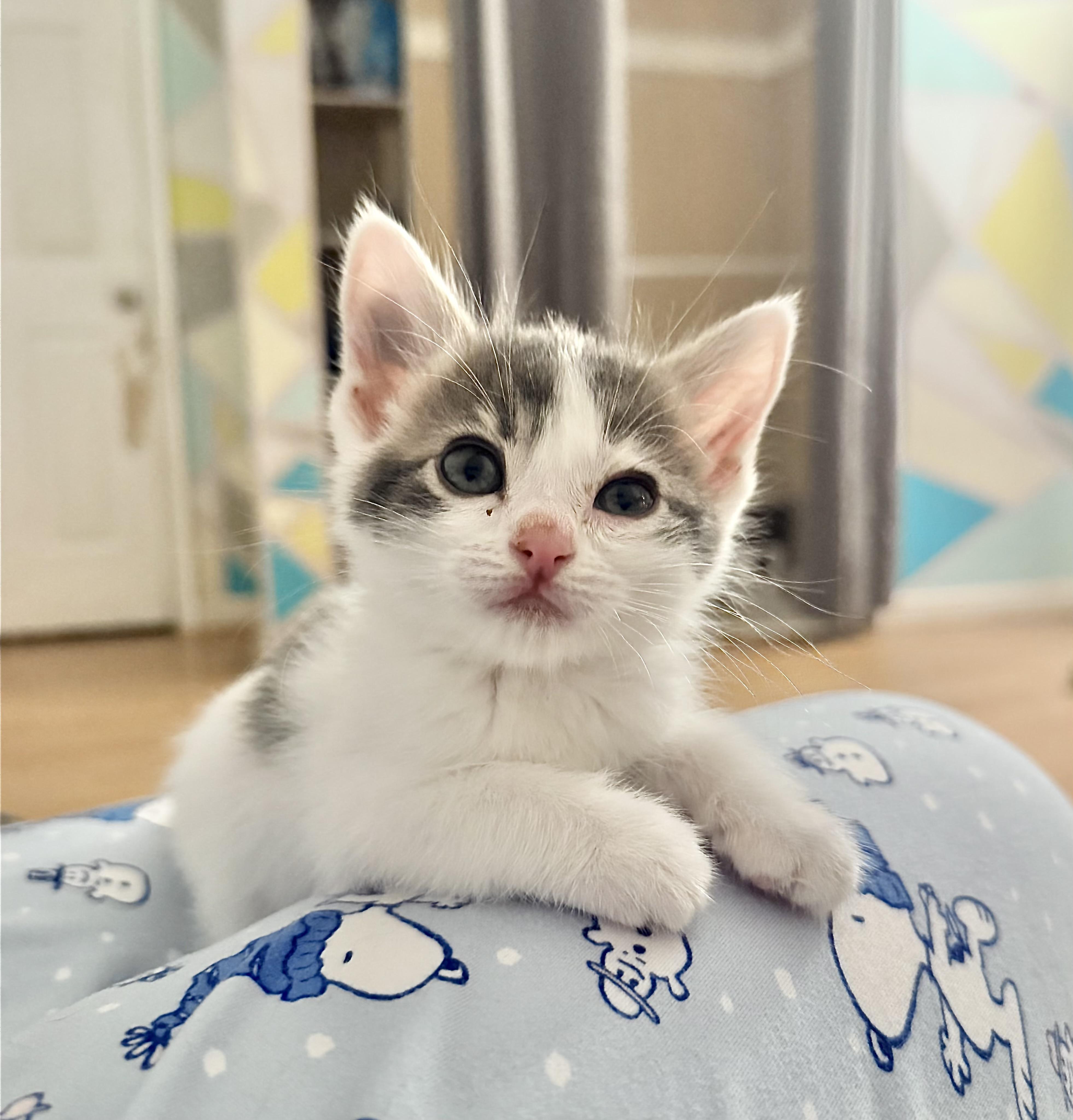 Enlarge Fresca, a Adoptable Domestic Short Hair in Penryn, CA image 3/4