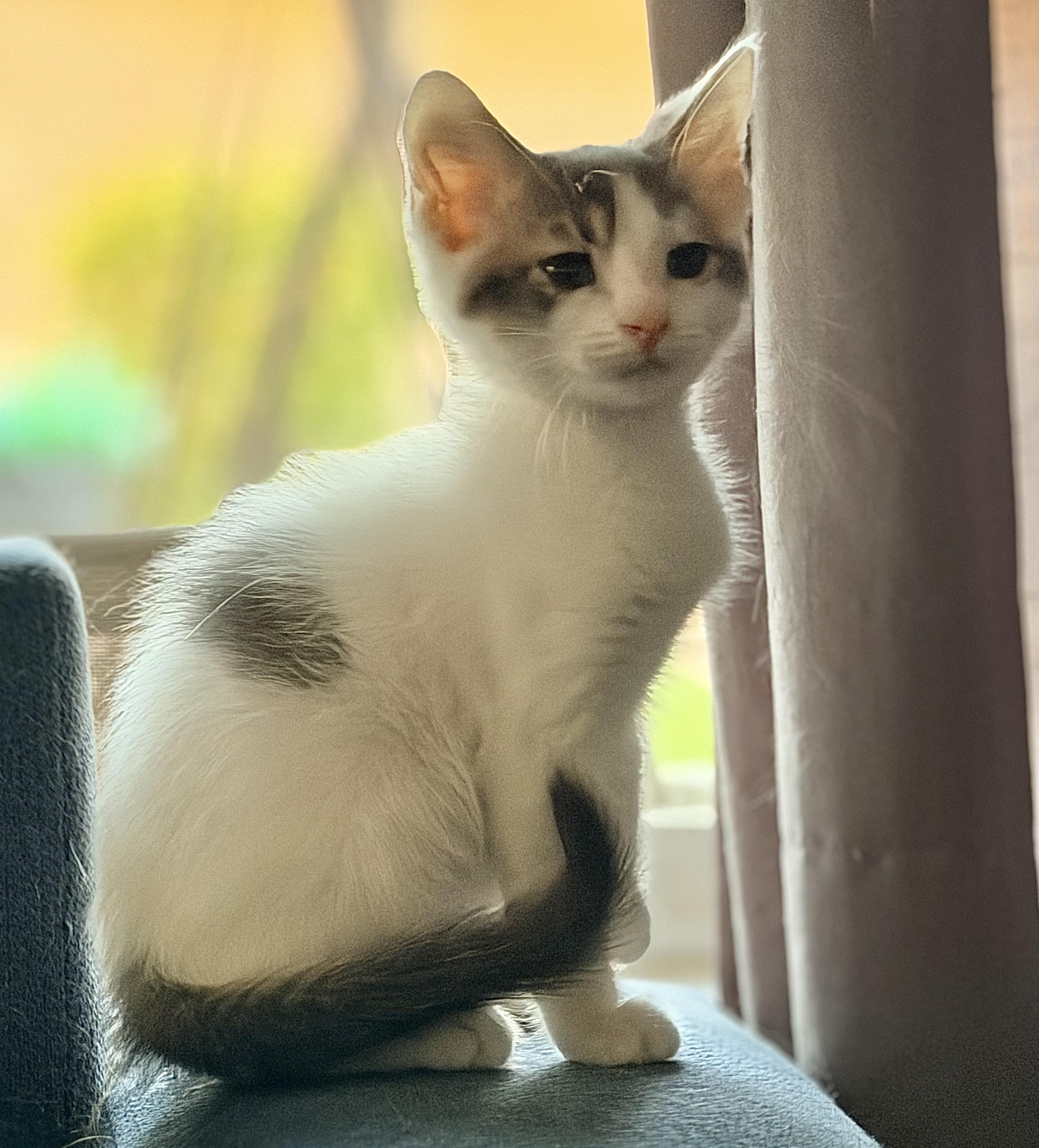 Fresca, Adoptable, Kitten Female Domestic Short Hair.