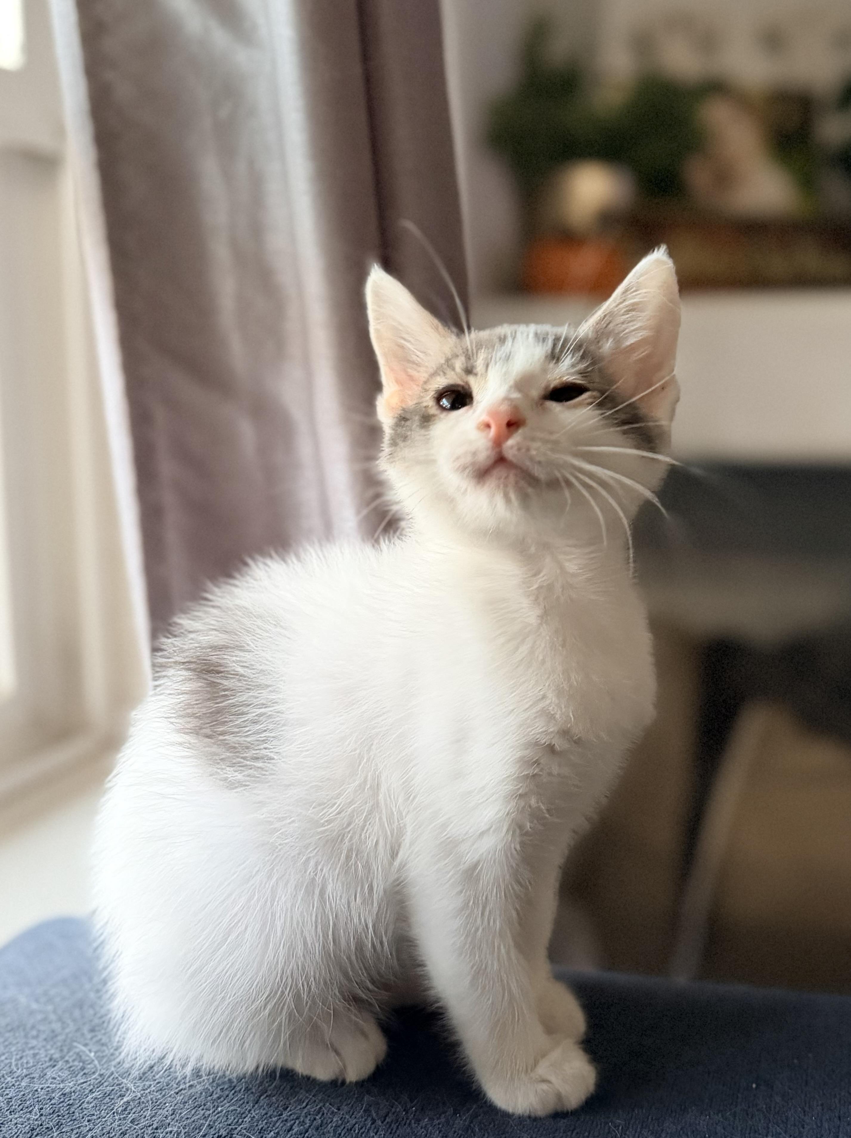 Enlarge Fresca, a Adoptable Domestic Short Hair in Penryn, CA image 4/4