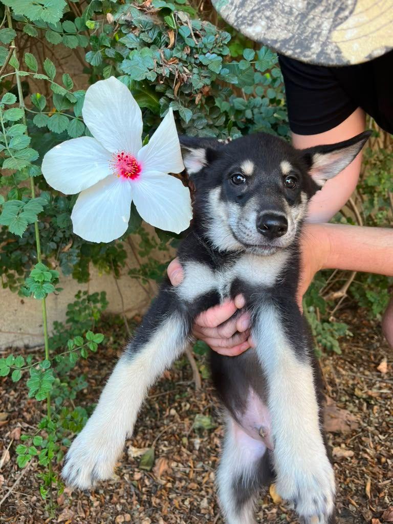 Maverick, ADOPTABLE, Puppy Male German Shepherd Dog.