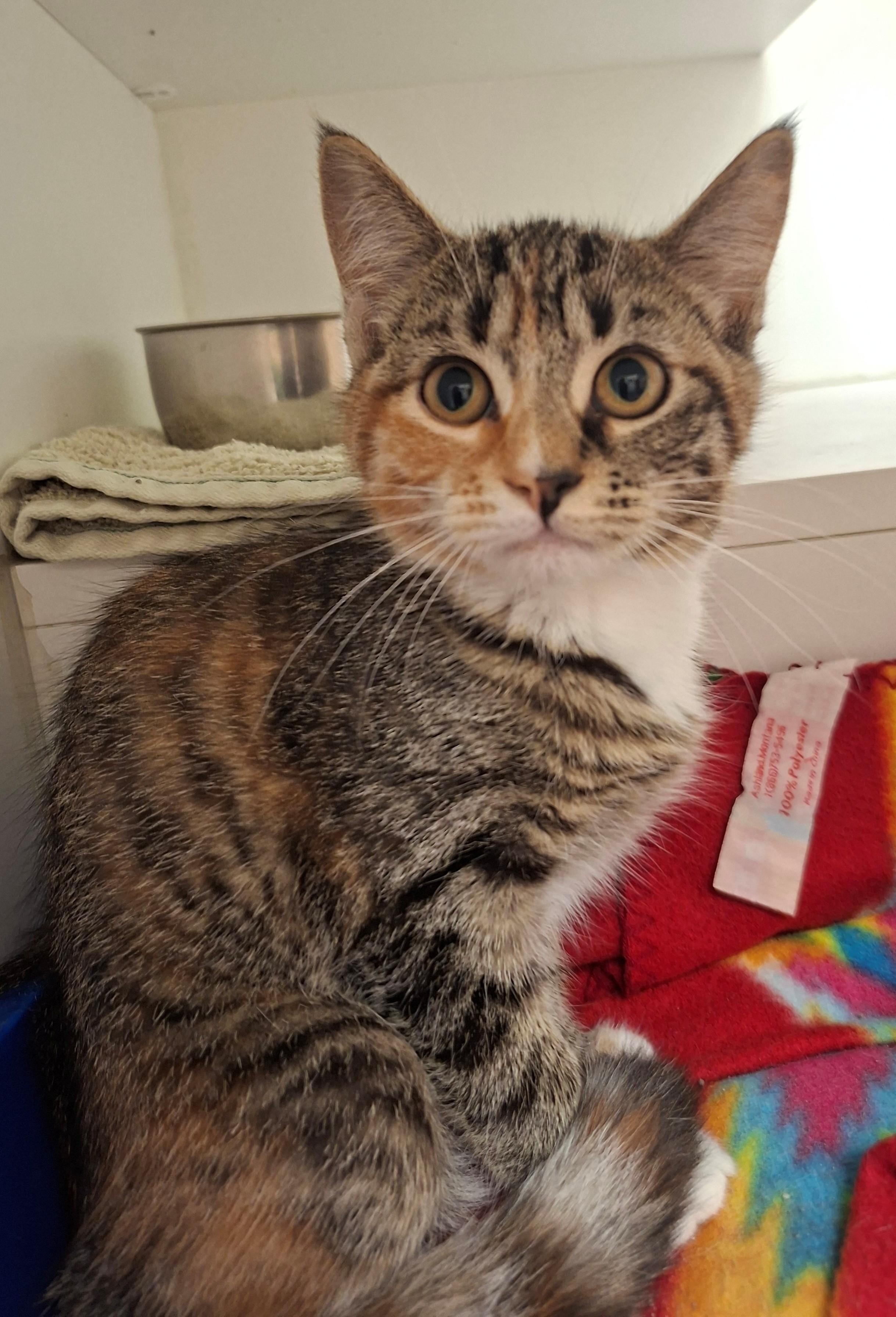 Serenity, ADOPTABLE, Kitten Female Domestic Short Hair.
