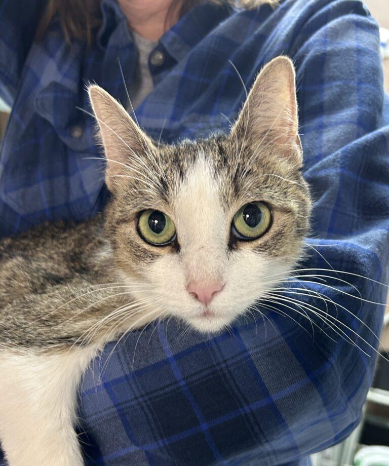 Bella, ADOPTABLE, Adult Female American Shorthair.