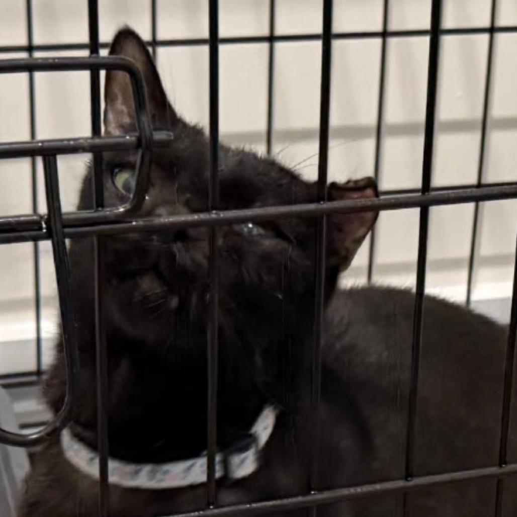 Enlarge Luna Foster, a Adoptable Domestic Short Hair in Inwood, WV image 1/1