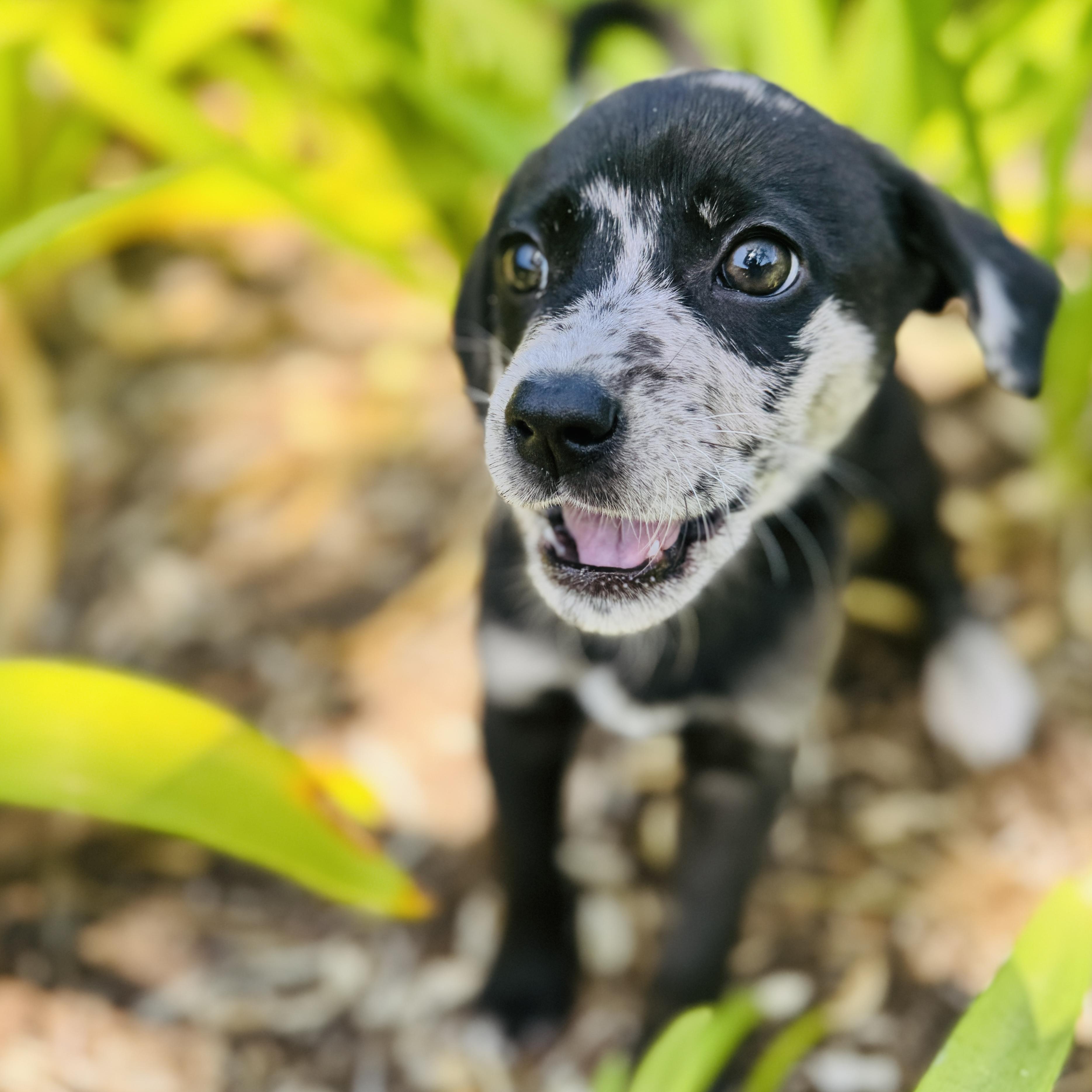 Amethyst, adopted, Puppy Female Catahoula Leopard Dog & Spaniel.