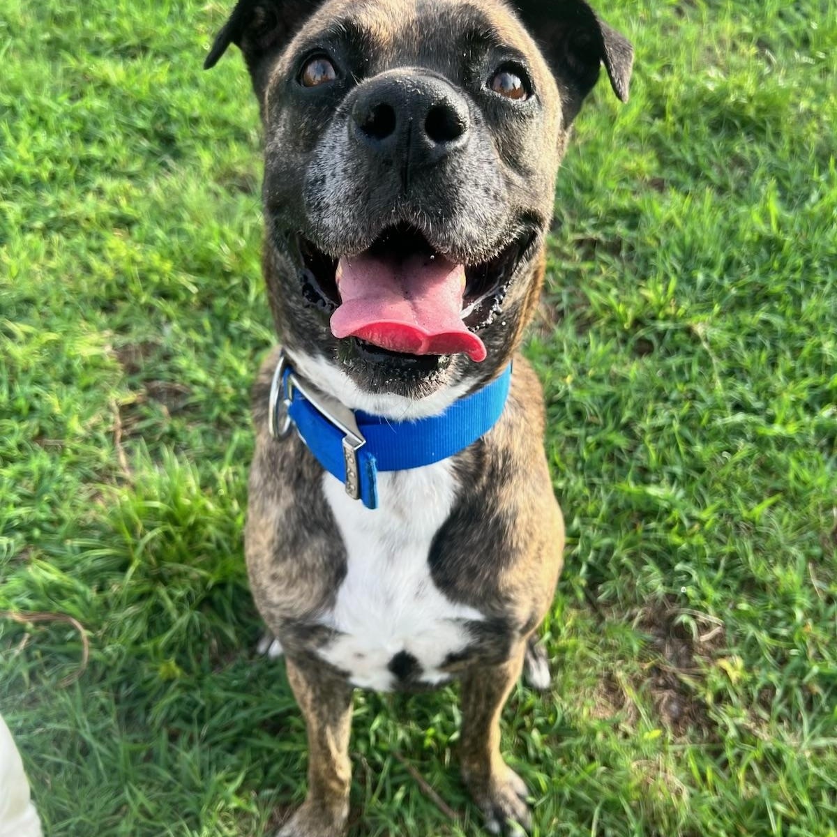 Enlarge DUKE , a Adopted mixed breed in ESTERO, FL image 4/4