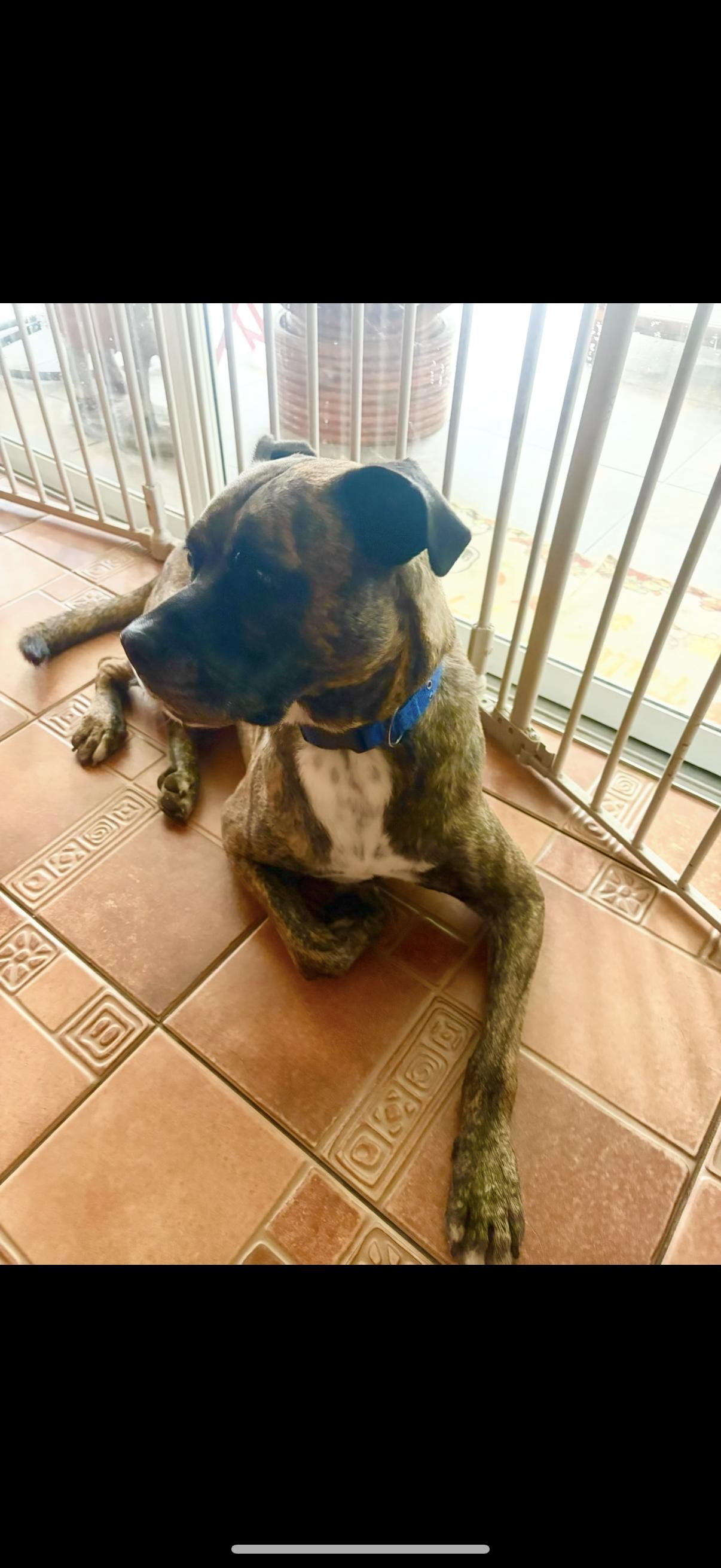 Enlarge Duke, a Adoptable mixed breed in ESTERO, FL image 1/1