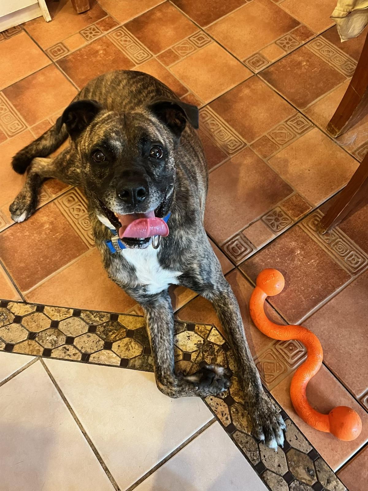 Enlarge DUKE , a Adopted mixed breed in ESTERO, FL image 3/4