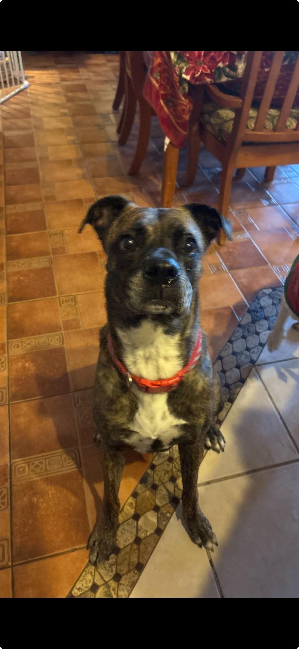 ROY, Adoptable, Adult Male Terrier.