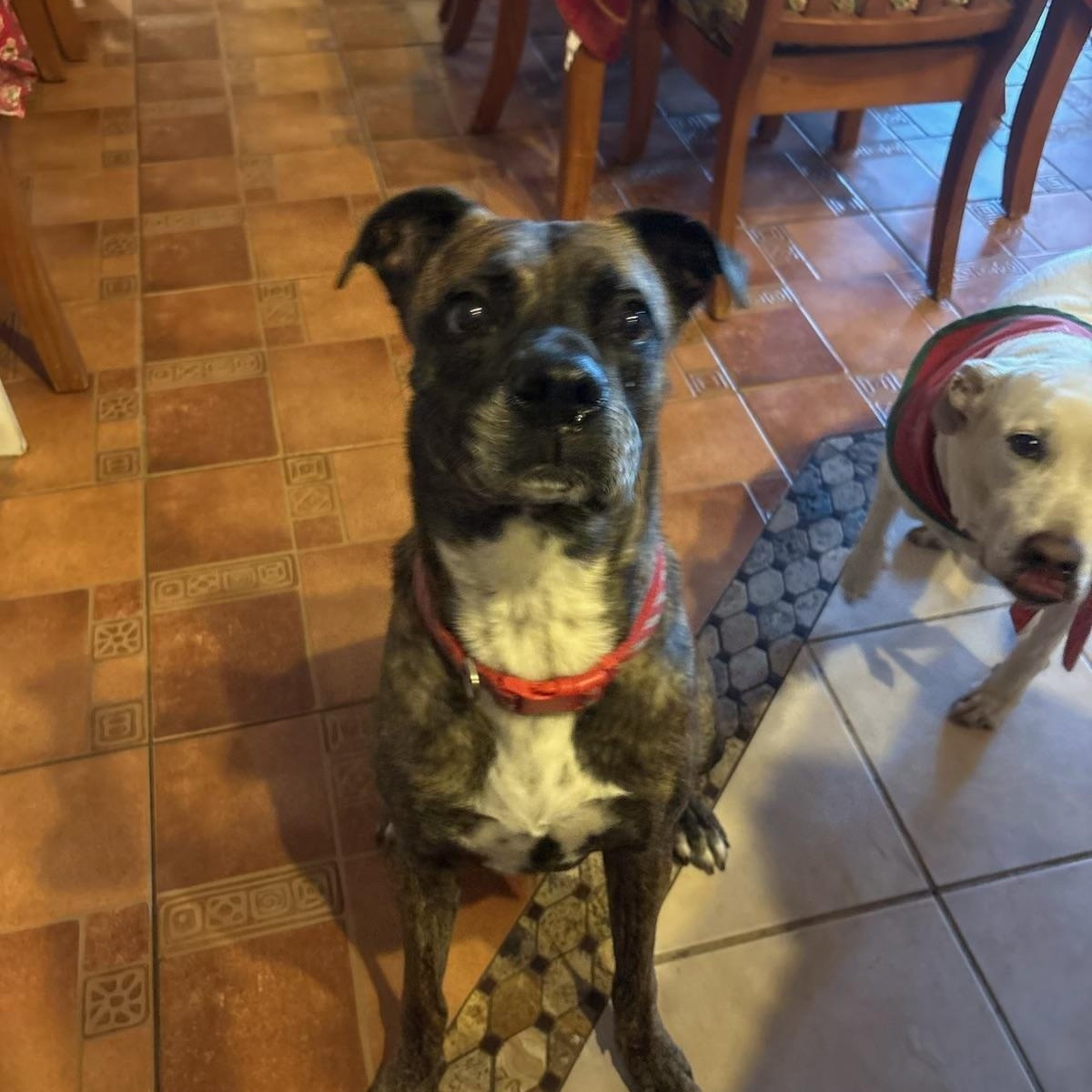 ROY, a Adoptable mixed breed in ESTERO, FL image 2/4