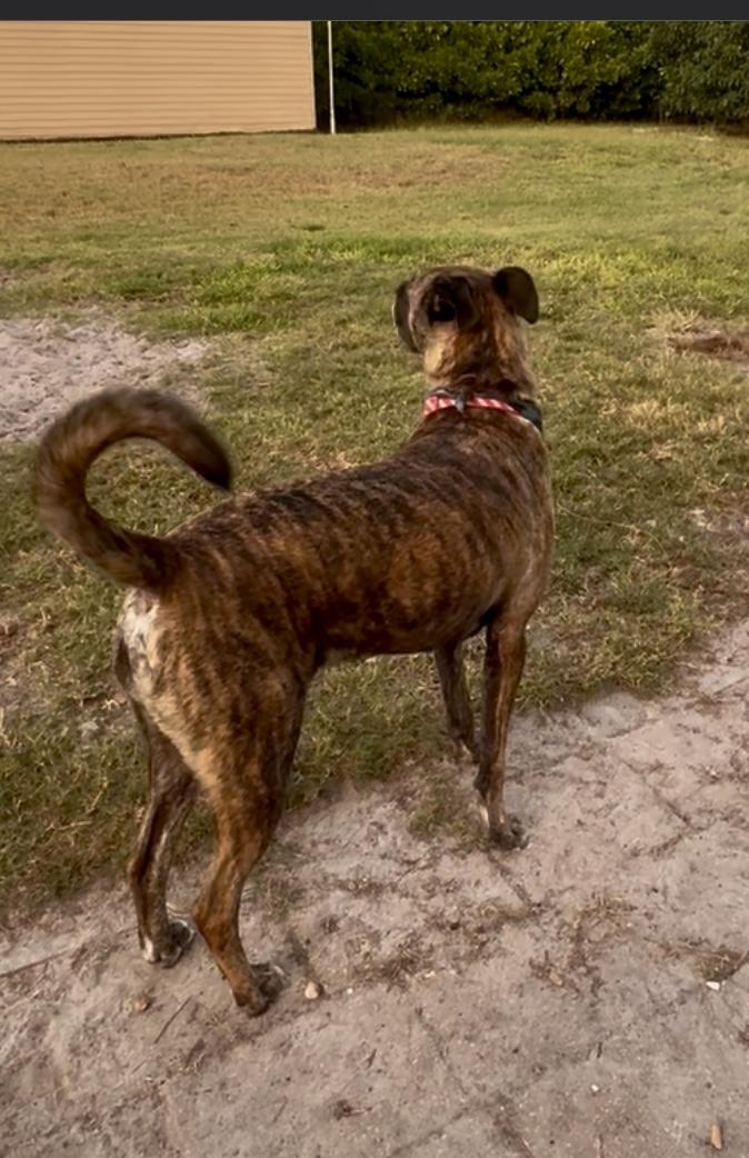 ROY, a Adoptable mixed breed in ESTERO, FL image 3/4