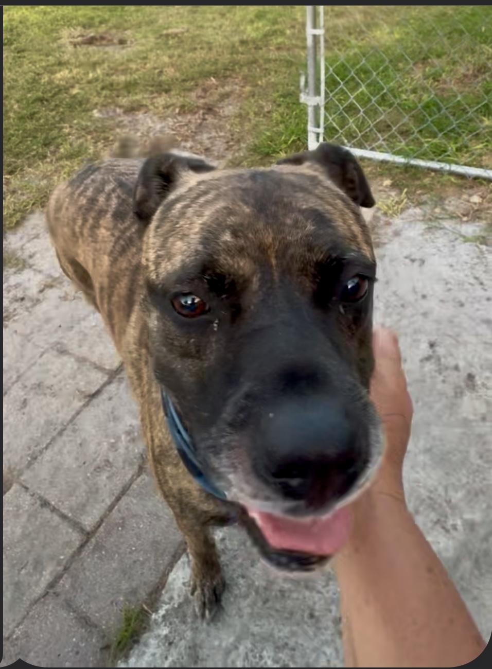ROY, a Adoptable mixed breed in ESTERO, FL image 4/4
