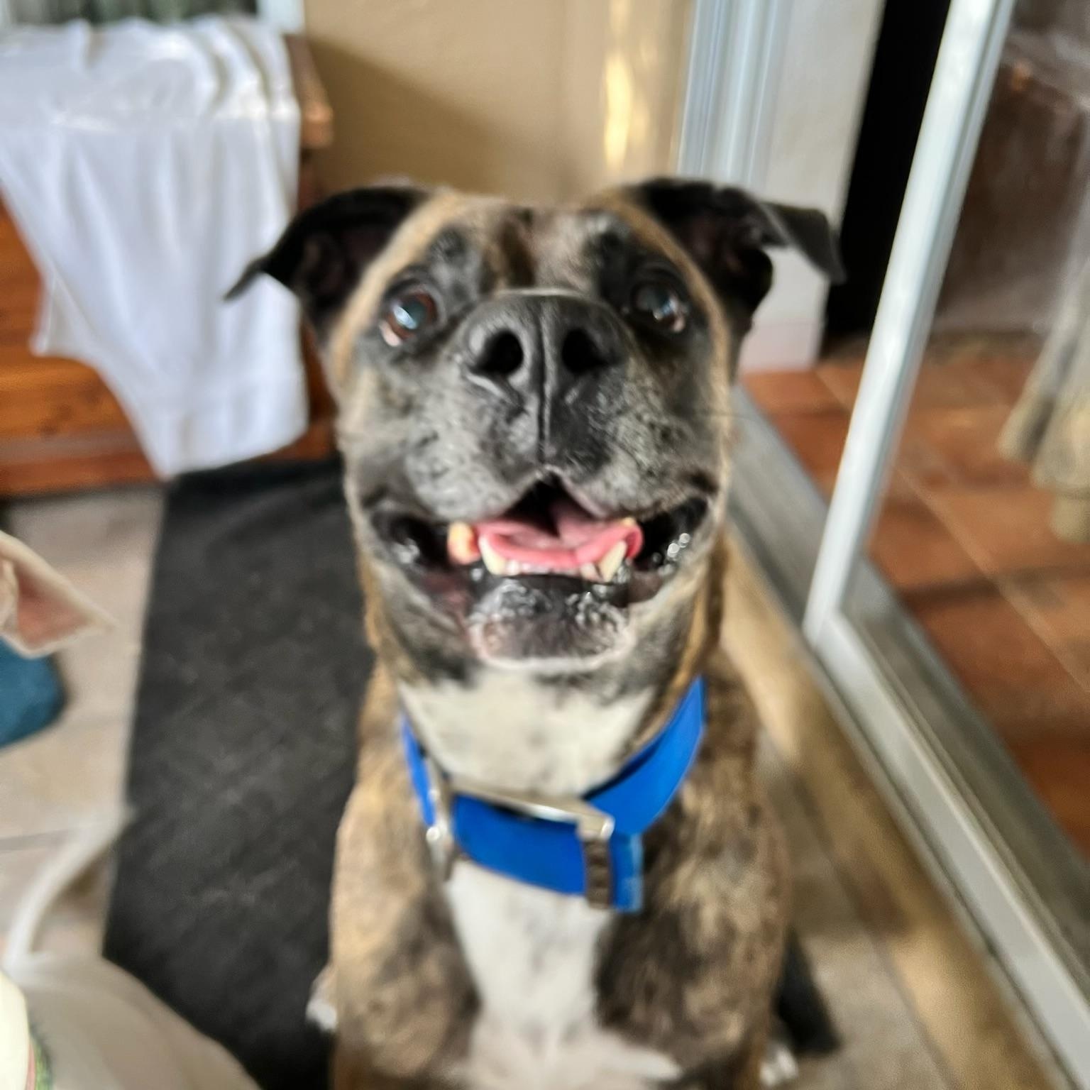 Enlarge DUKE , a Adopted mixed breed in ESTERO, FL image 2/4