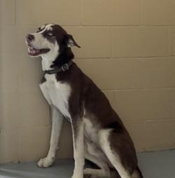 Enlarge Charm, a Adoptable Siberian Husky in Harlingen, TX image 1/1