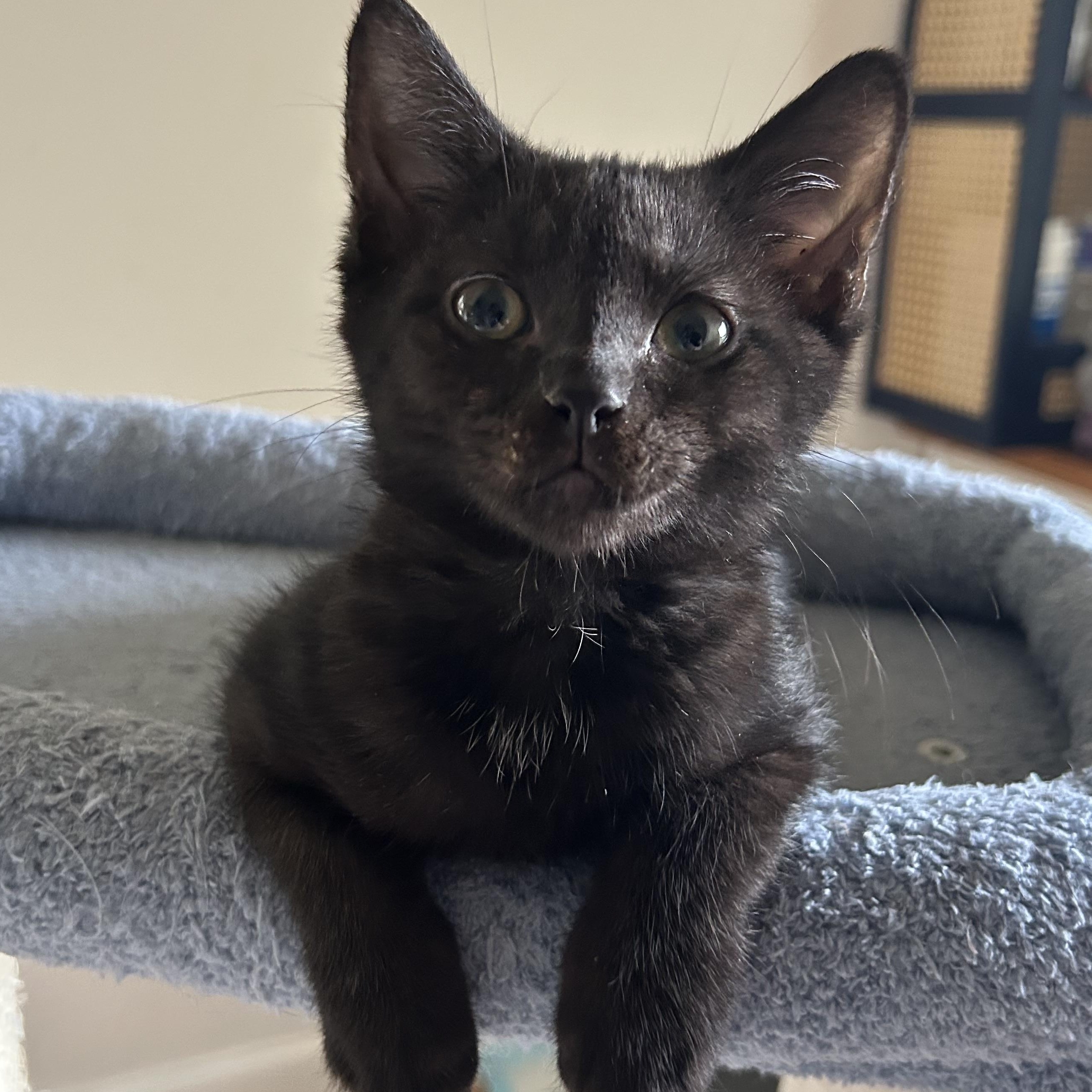 Reykjanes, Adoptable, Kitten Male Domestic Short Hair.