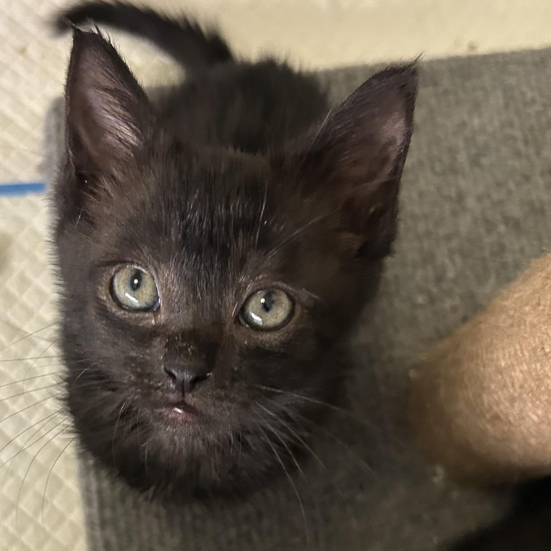 Enlarge Reykjanes, a Adoptable Domestic Short Hair in Alexandria, VA image 3/6