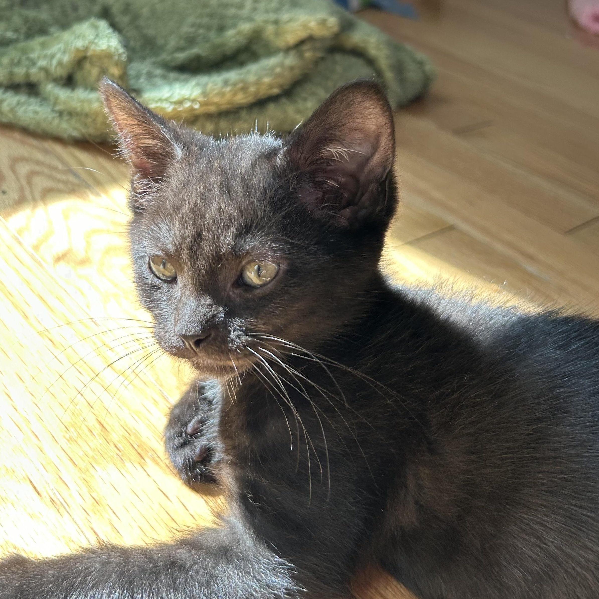 Enlarge Reykjanes, a Adoptable Domestic Short Hair in Alexandria, VA image 5/6